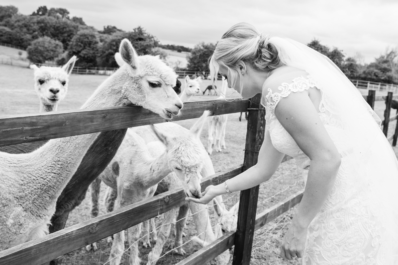 009_alpacas6_bw