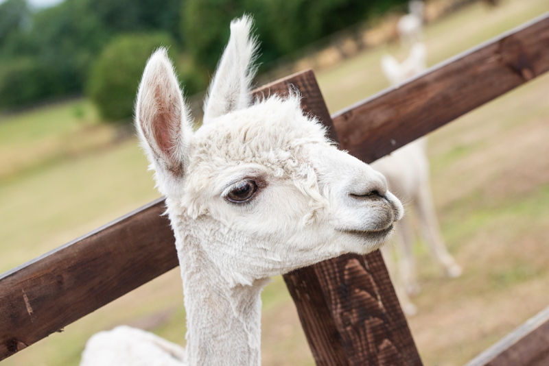 015_alpacas10