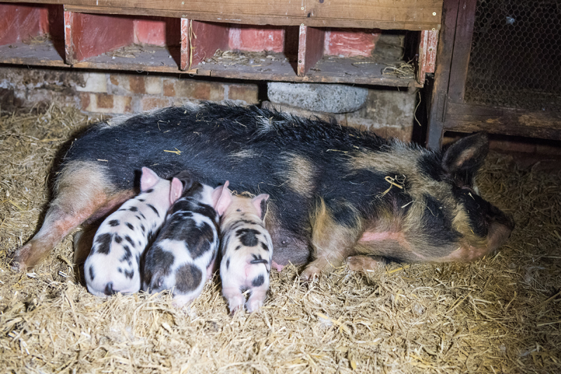 016_piglets_feed